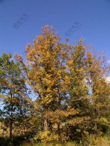 秋天树林自然风光