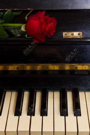 一枝玫瑰花和钢琴图片