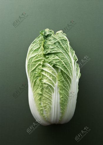 大白菜摄影高清图片