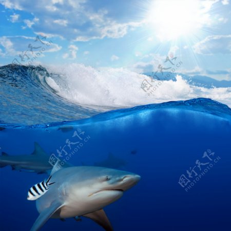 蓝天下海洋中的鲨鱼图片