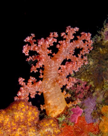 海底珊瑚素材