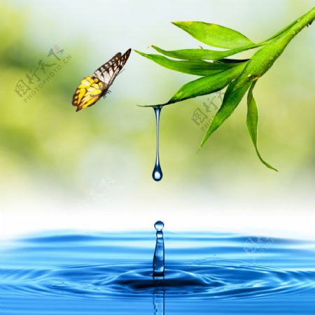 水滴绿叶和蝴蝶图片