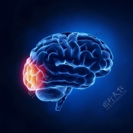人体大脑器官图片