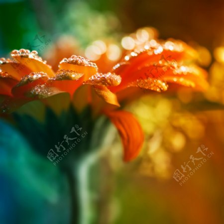 菊花花瓣上的水滴