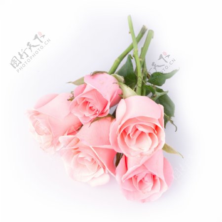 粉红色玫瑰图片