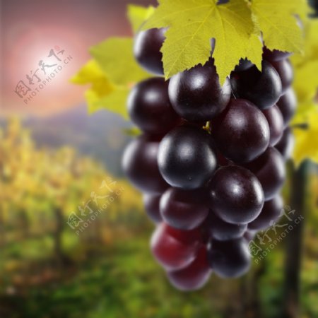 成熟的葡萄图片
