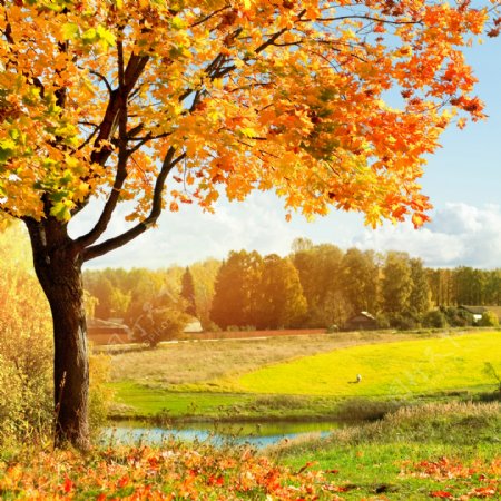 美丽秋天树木