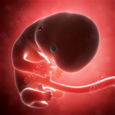 头部发育的胎儿图片