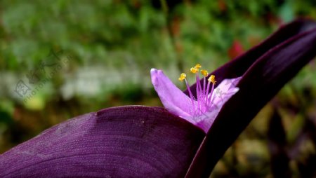 紫色的紫鸭跖草花卉
