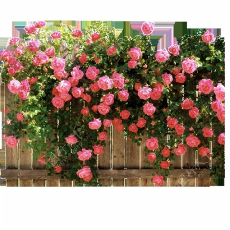 粉色月季花木栅栏素材高清