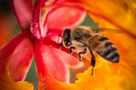 花丛蜜蜂采花图片