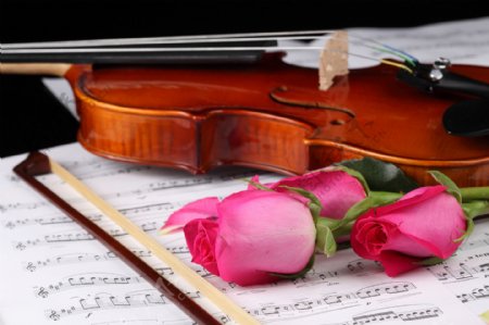 小提琴与玫瑰花摄影图片