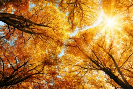 秋天阳光下的树木