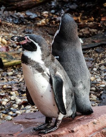 可爱的情侣企鹅