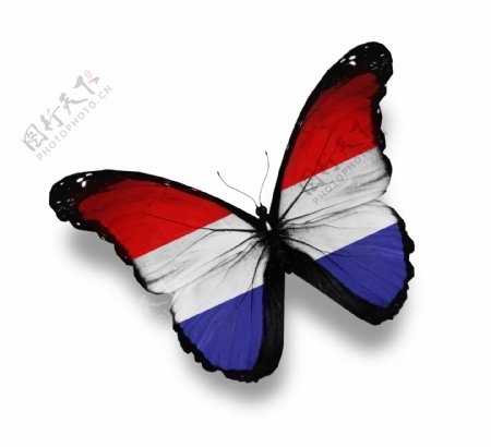 荷兰国旗蝴蝶图片