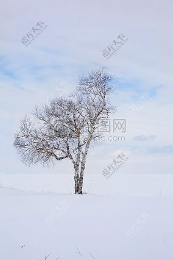 冬季里的一棵树