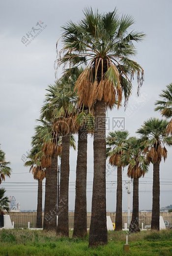 高大的棕榈树