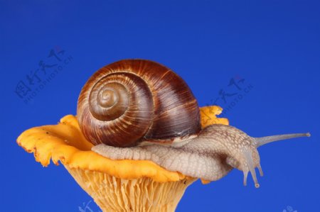 蜗牛蘑菇
