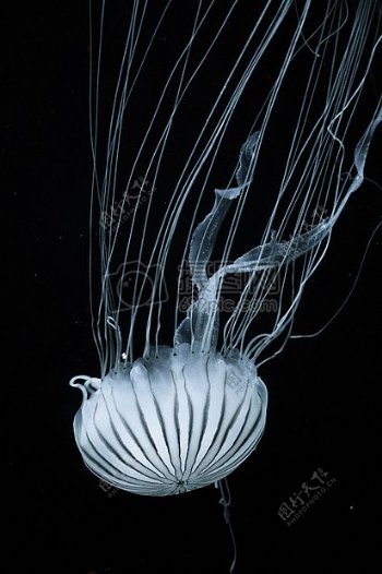 海底世界的白色水母