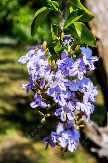 盛开的小蓝花