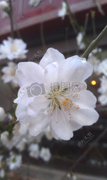 白色櫻花