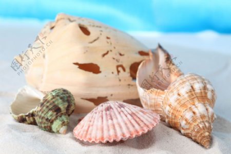 贝壳和海螺图片