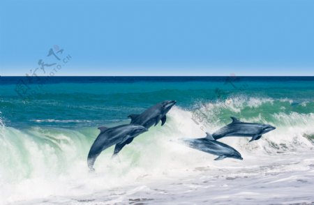 大海里的海豚图片