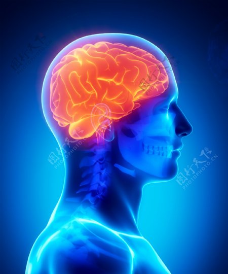 男性大脑器官图片
