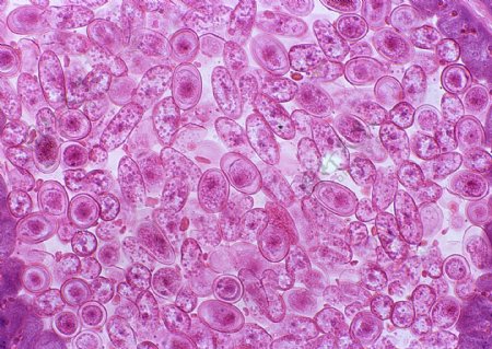 紫色微型细胞结晶体