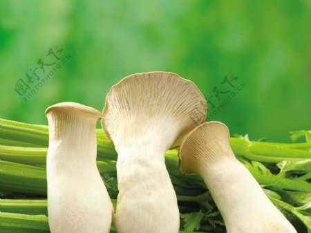 蘑菇与芹菜