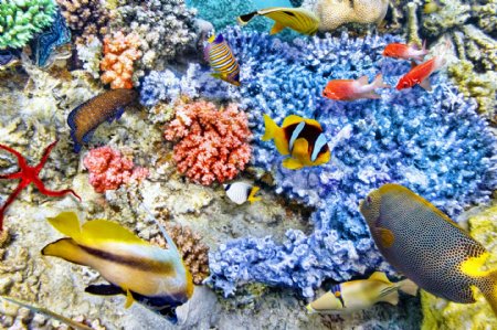 珊瑚上的鱼群图片