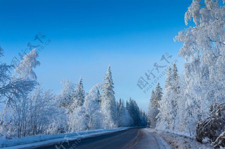冬天雪树林道路图片