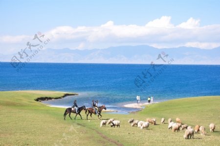绿色草原上羊群风景图片
