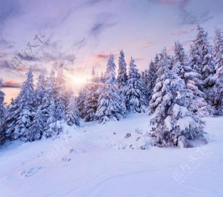 黄昏时的树林雪景