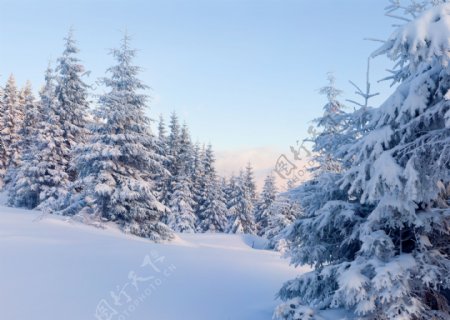 冬天的树林雪景