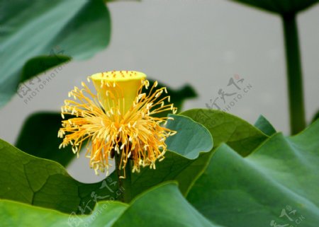 黄色荷花花蕊图片