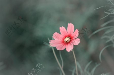 唯美粉色波斯菊图片