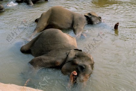 洗澡大象图片