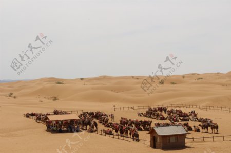 沙漠骆驼围场
