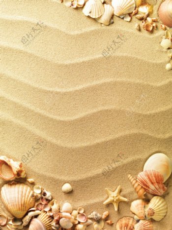 沙滩贝壳海星背景