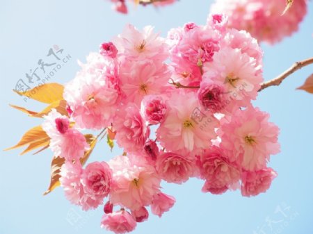 春天粉红色日本樱花樱花