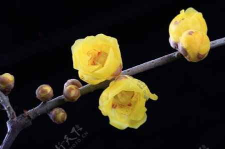 鲜艳黄色梅花图片