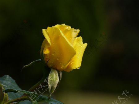 鲜艳黄色玫瑰花图片