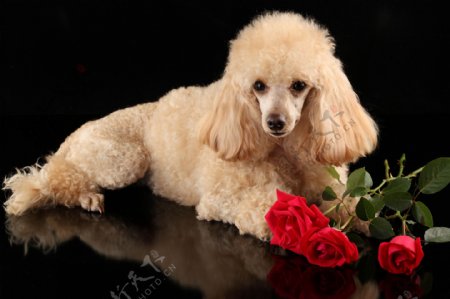 可爱小狗与玫瑰花图片