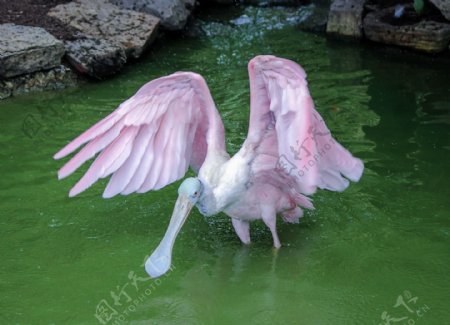 粉红琵鹭图片