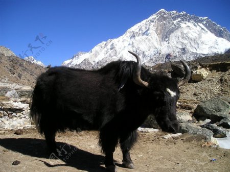 西藏耗牛图片