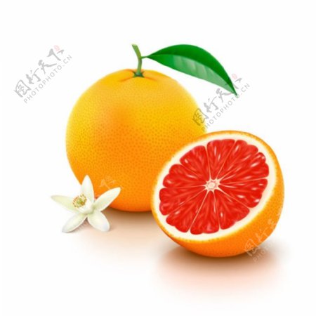 鲜橙图片卡通适量素材
