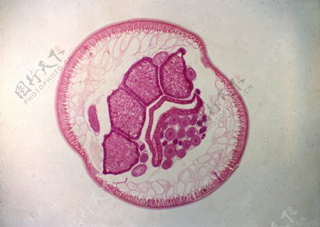 紫色细胞结构