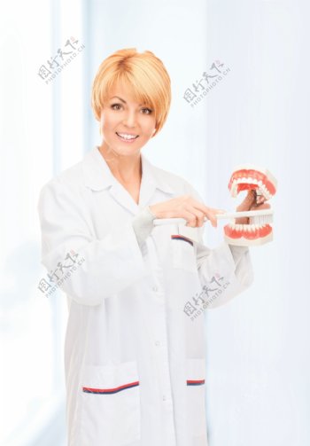 美女牙医正在刷牙齿模型图片