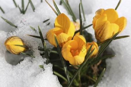 雪地里的鲜花图片